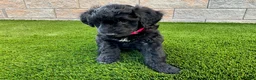 Sheltiedoodle dogs for sale: Mya - Ad 3