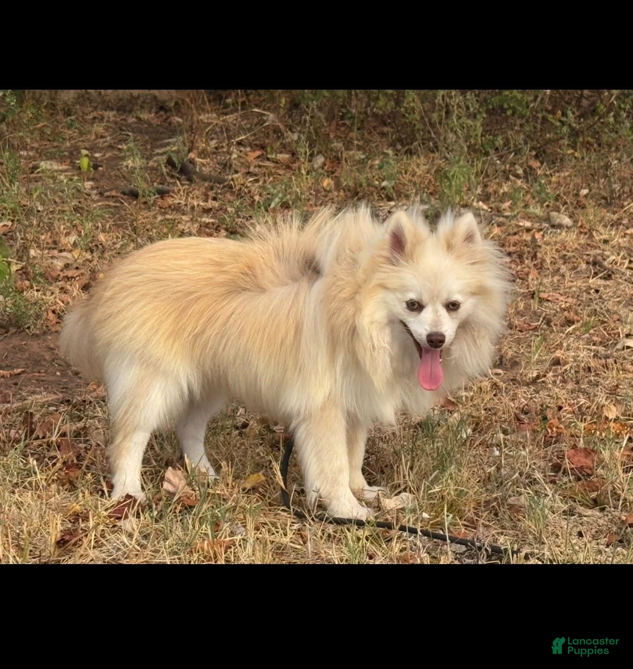Pomsky dogs Andy - Ad 2
