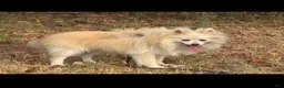 Pomsky dogs for sale: Andy - Ad 2