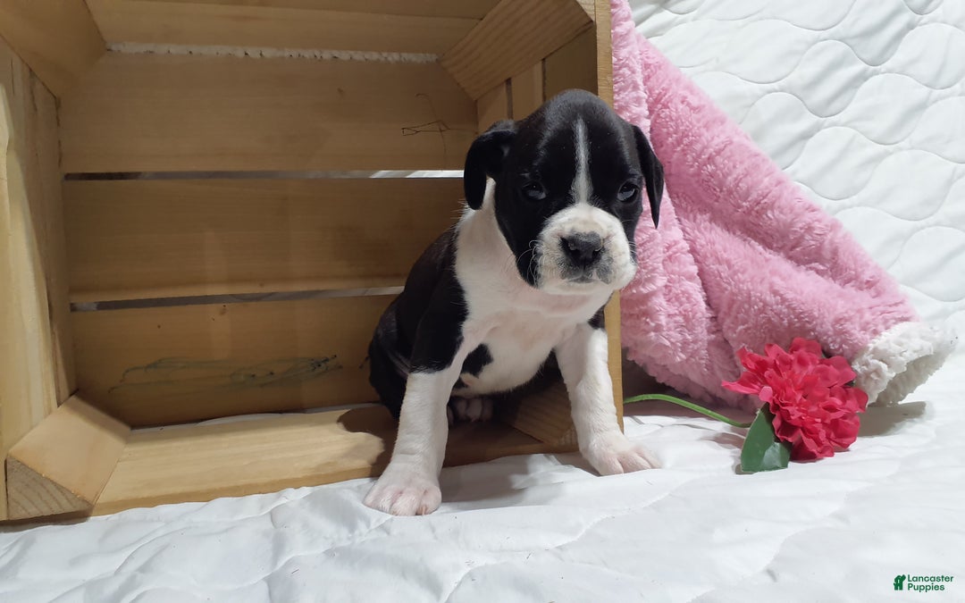 Boxer dogs for sale: Susie - Ad 2