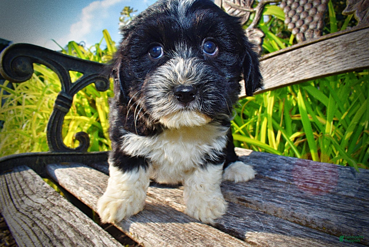 Havapoo dogs Trixie-SUMMER SALE!! $100 off listed price-this week only!   - Ad 1