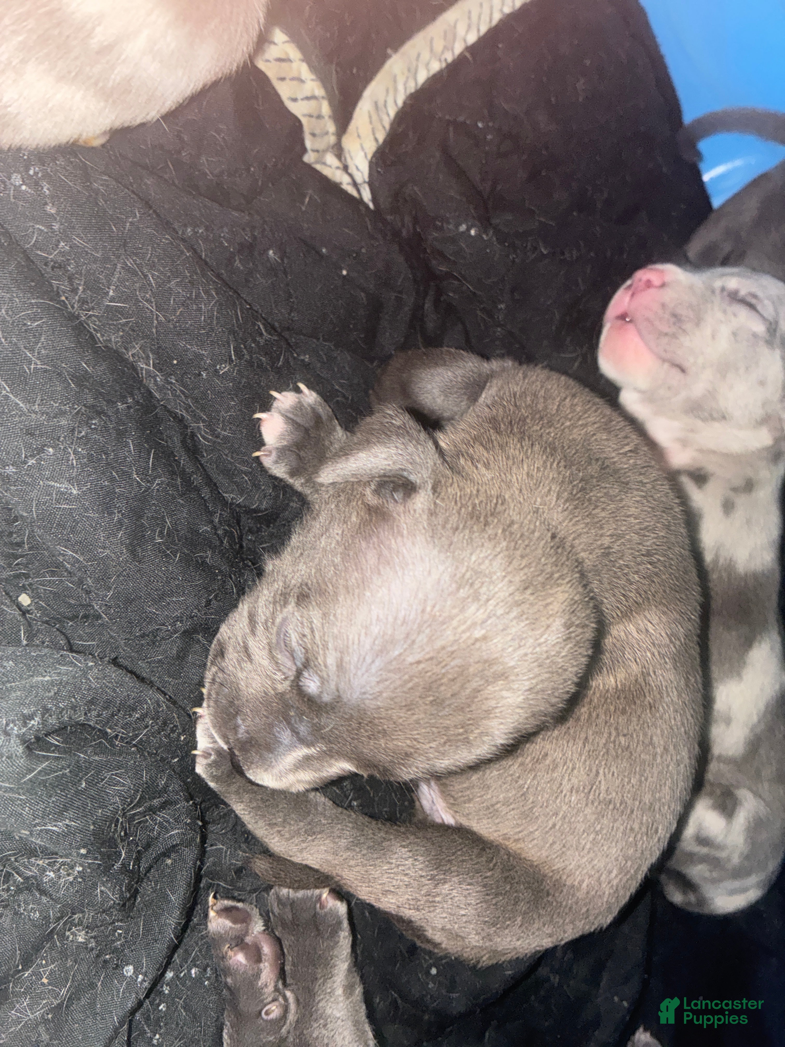 American Bully dogs American Bully Puppy 3 - Ad 33