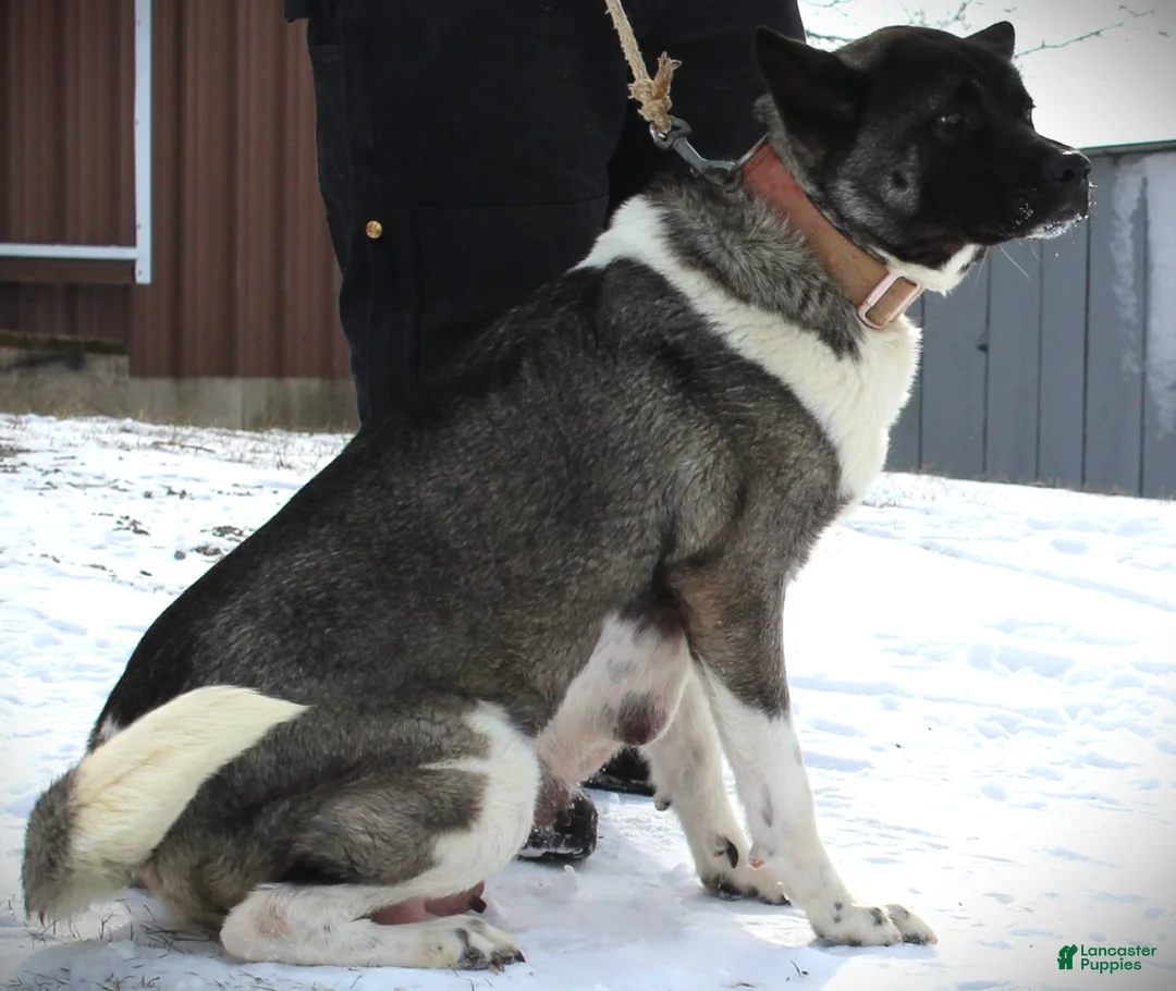 Akita dogs for sale: Ranger - Ad 7