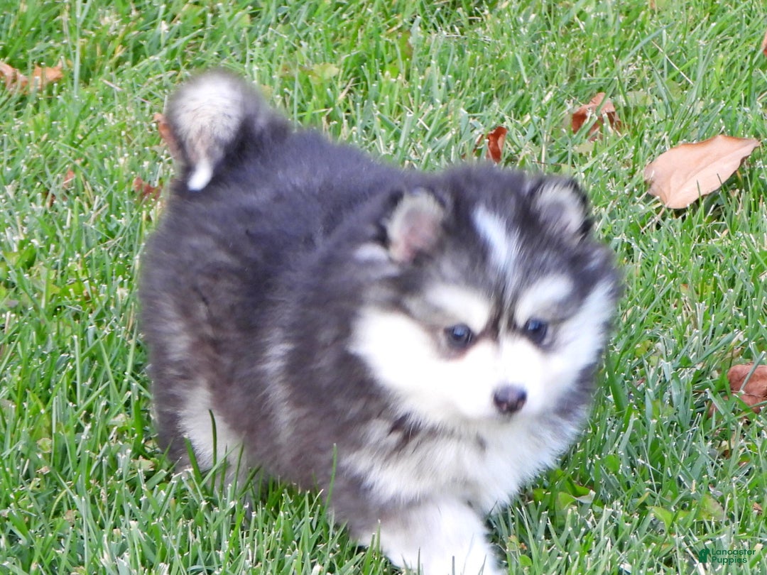 Pomsky dogs for sale: Sparky - Ad 4