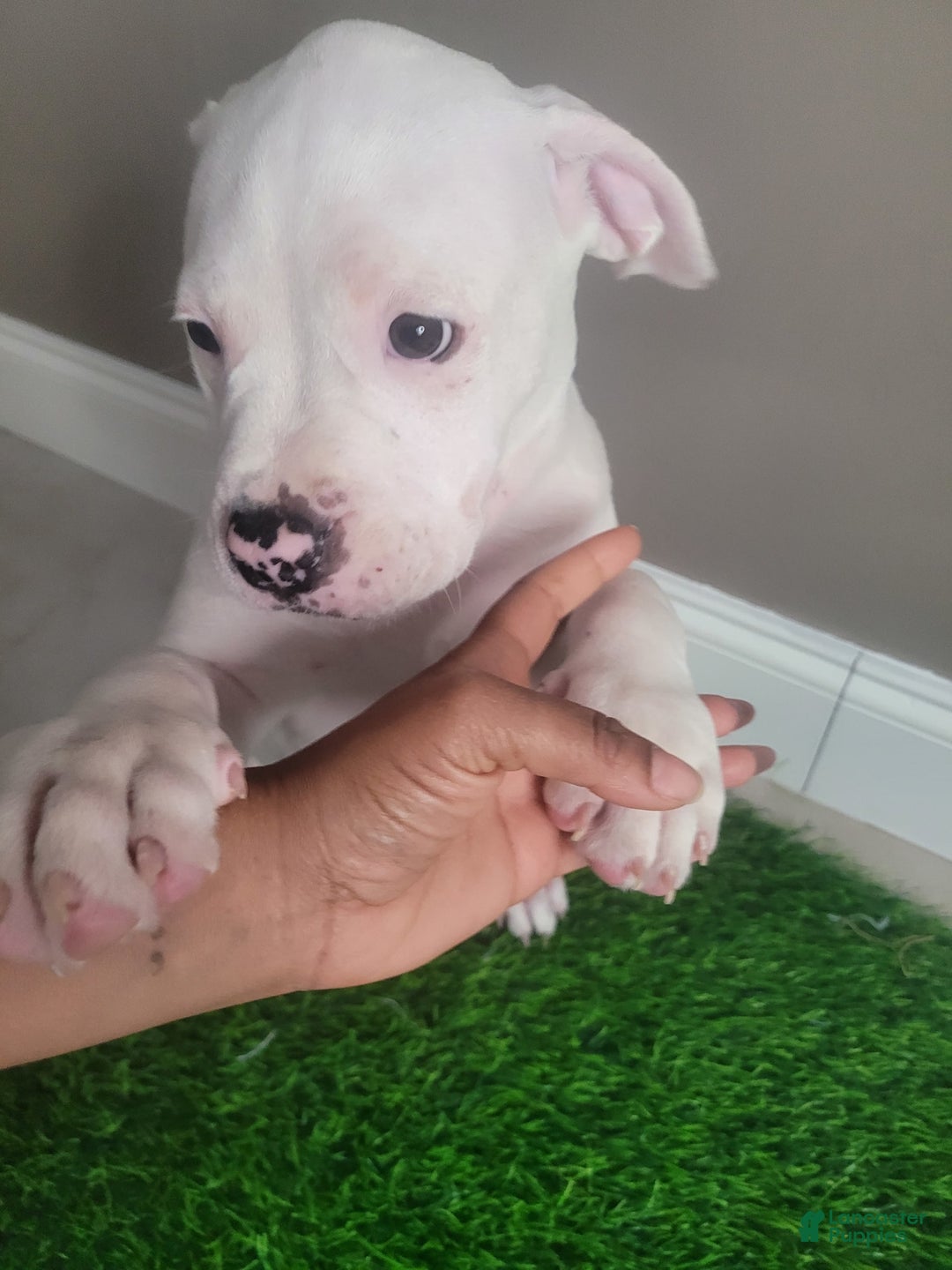 Mixed Breed dogs for sale: Pearl - Ad 1