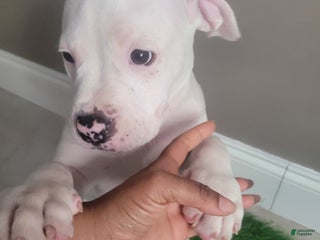 Mixed Breed dogs - Ad 17