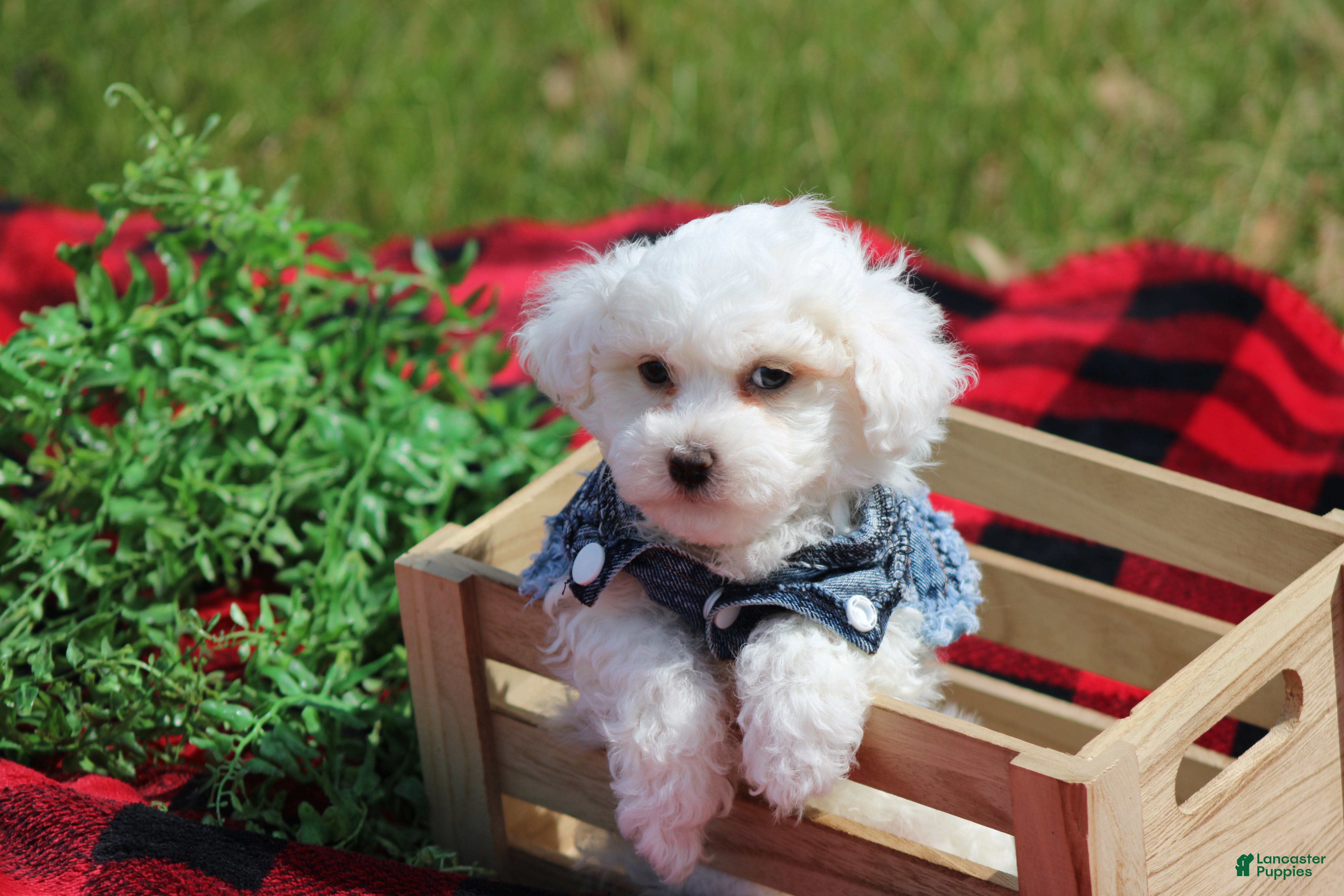 Maltipoo dogs Atticus - Ad 2