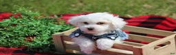 Maltipoo dogs for sale: Atticus - Ad 2