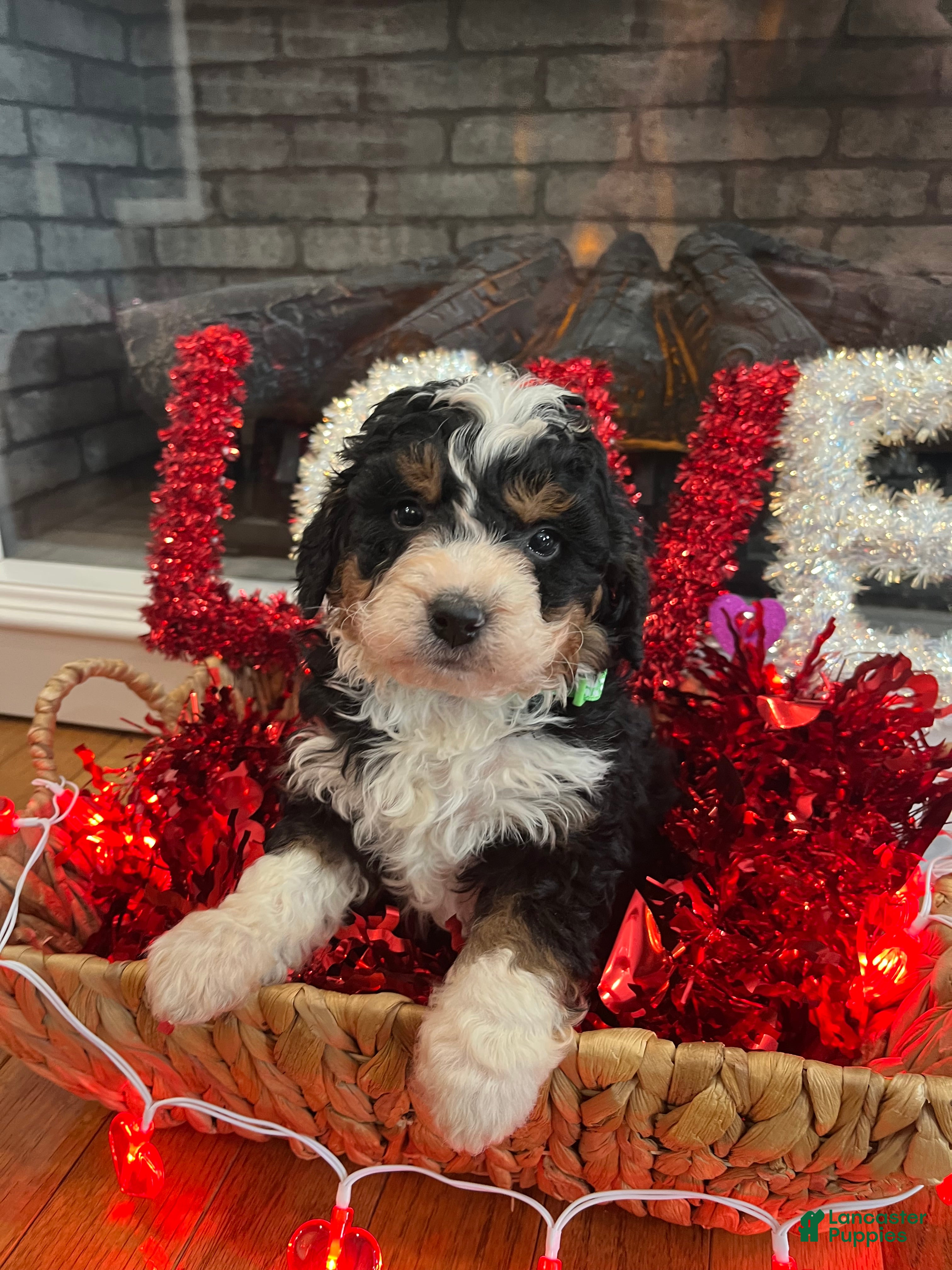 Mini Bernedoodle dogs Whiskey  - Ad 41