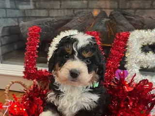 Mini Bernedoodle dogs Whiskey - Ad 41