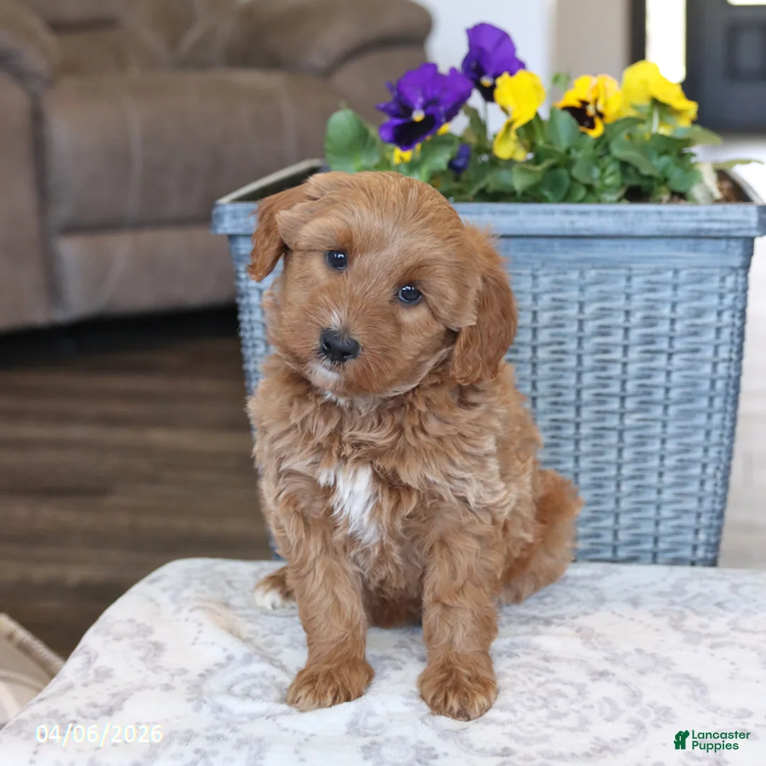 Mini Aussiedoodle dogs for sale: Taffy - Ad 2