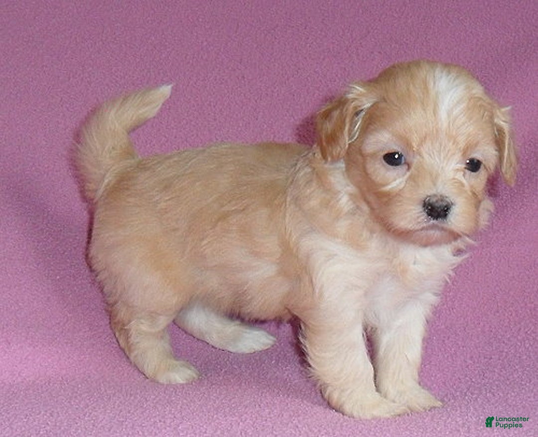 Shihpoo dogs for sale: Peaches - Ad 5