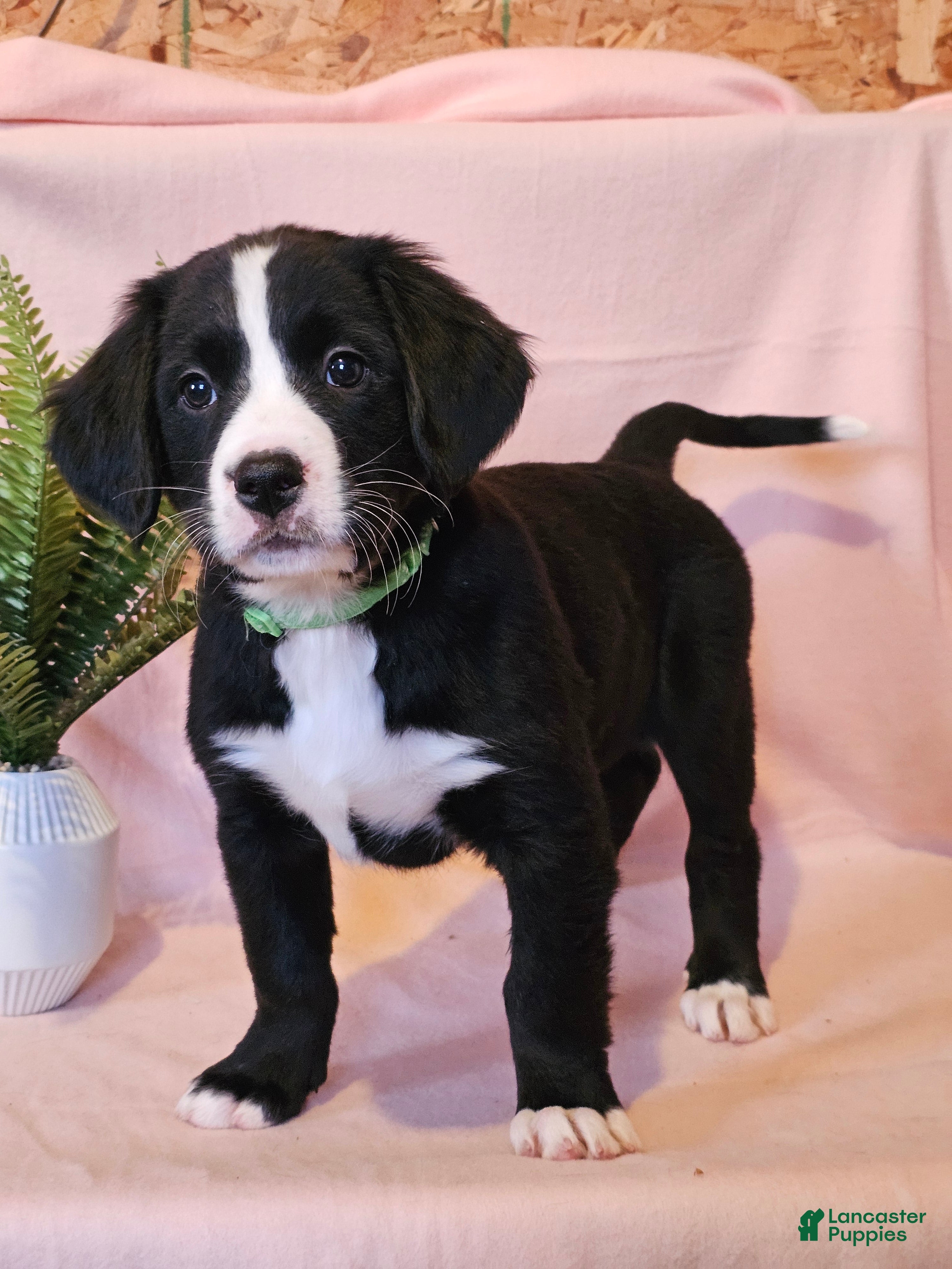 Mixed Breed dogs Lainey - Ad 8