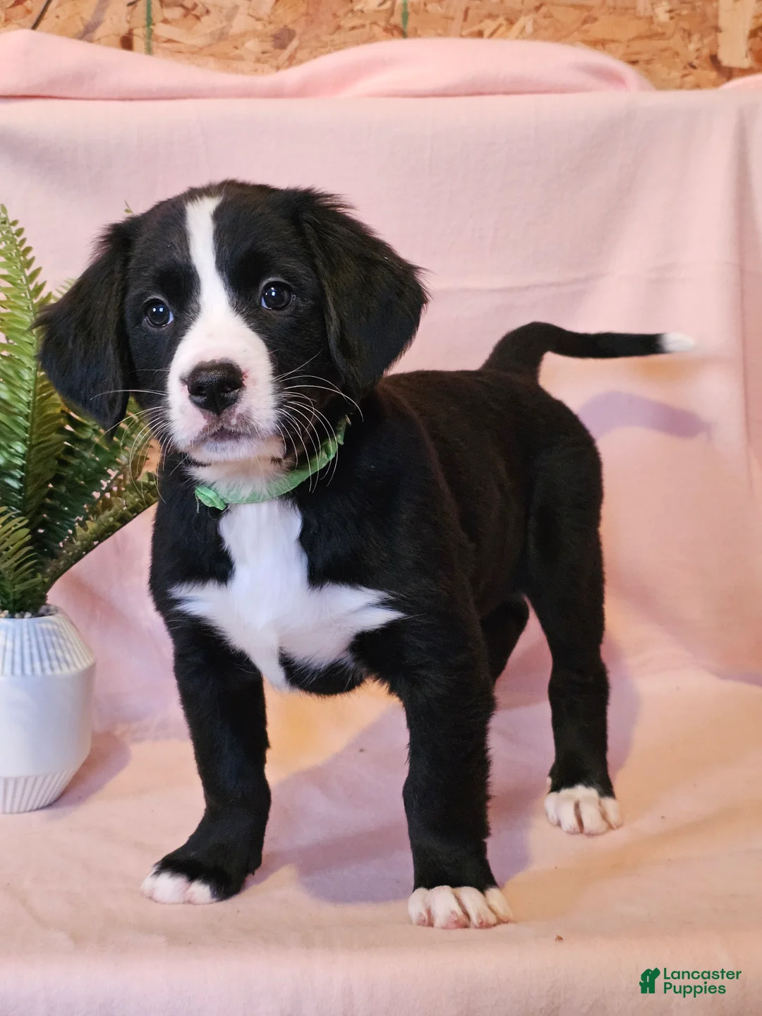 Mixed Breed dogs for sale: Lainey - Ad 1