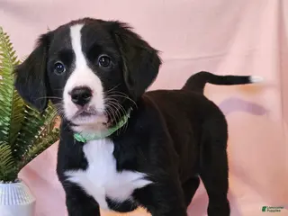 Mixed Breed dogs Lainey - Ad 8