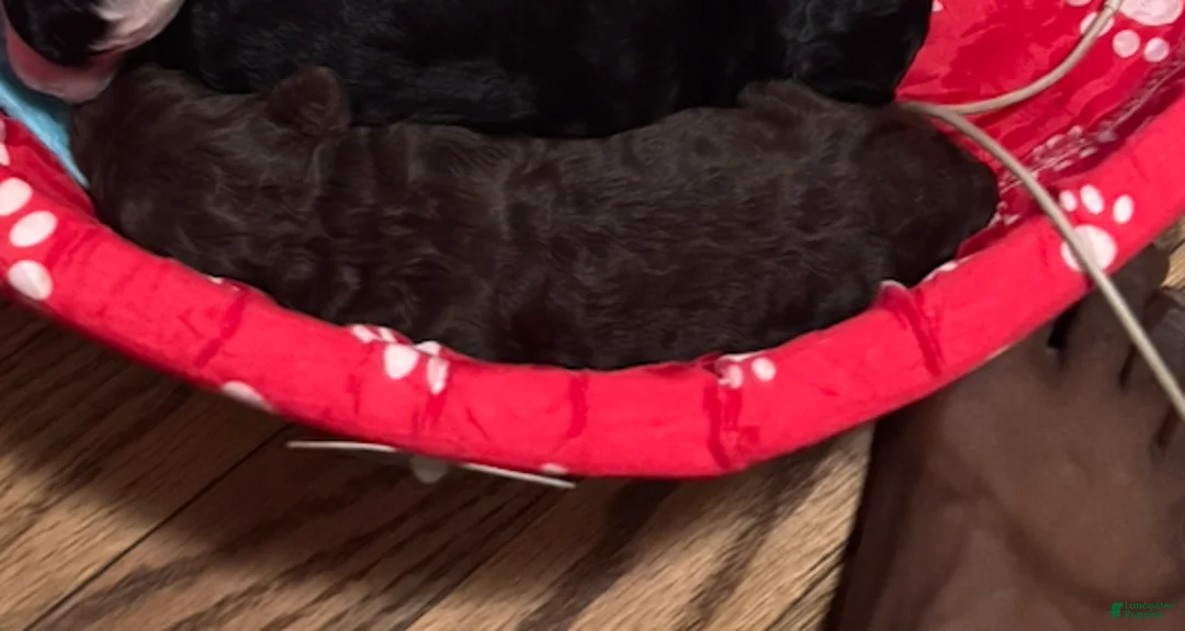 Standard Poodle dogs for sale: BROWN STANDARD POODLE - SUNSTONE - Ad 1