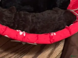 Standard Poodle dogs BROWN STANDARD POODLE - SUNSTONE - Ad 28