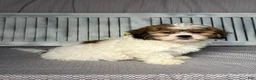Teddy Bear dogs for sale: Reed - Ad 4