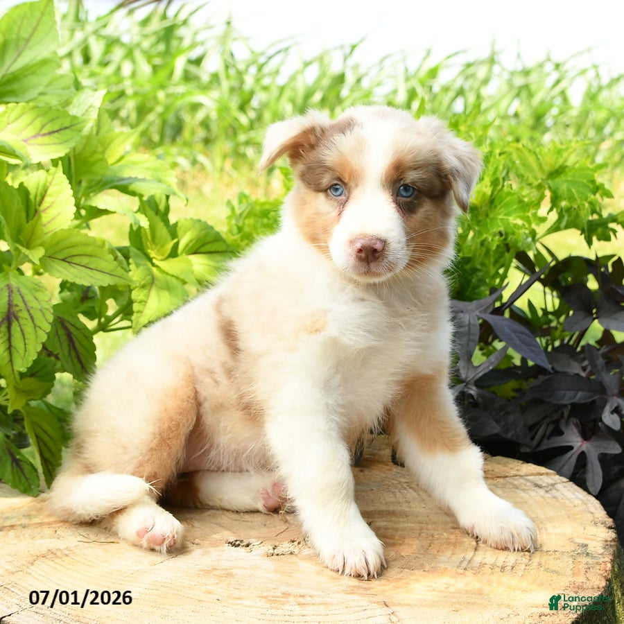 Australian Shepherd dogs Tiana - Ad 2