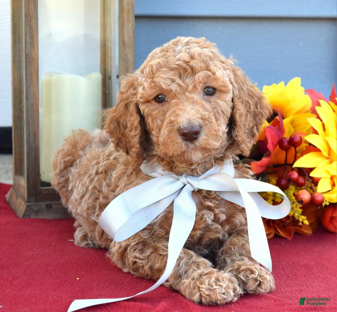 Standard Poodle dogs Milo - Ad 2