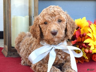 Standard Poodle dogs Milo - Ad 36