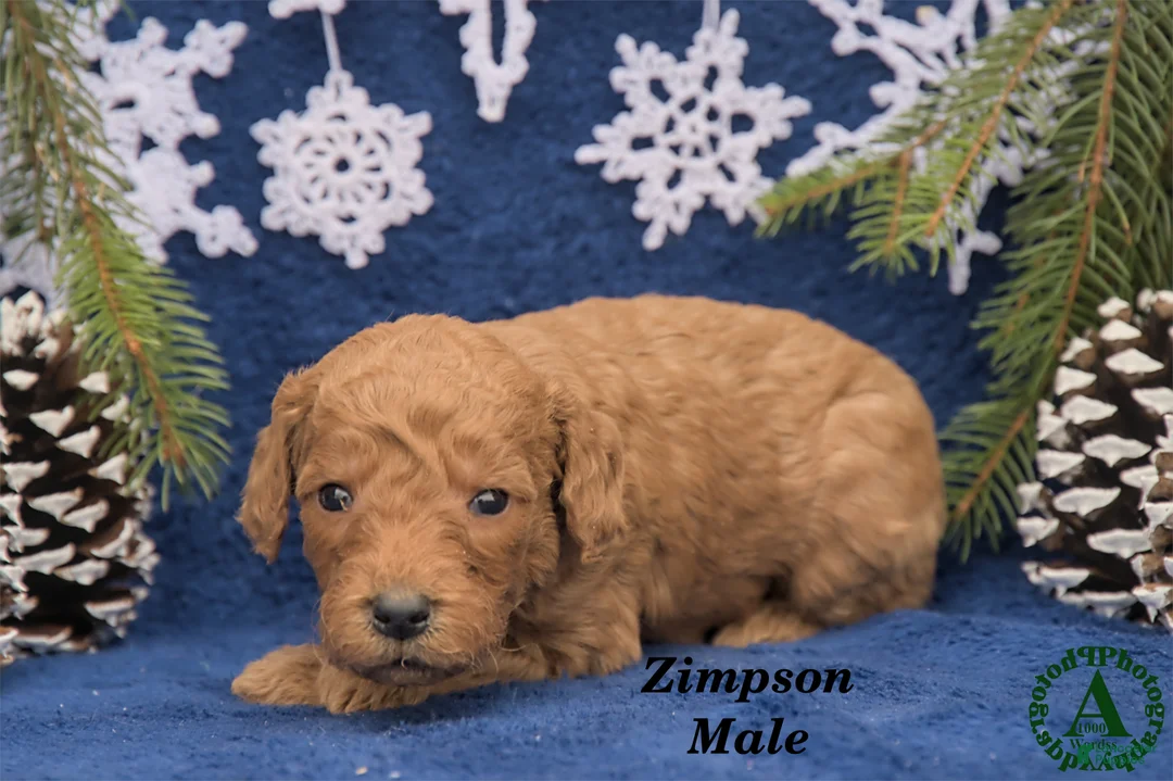 Mini Goldendoodle dogs for sale: Zimpson - Ad 2