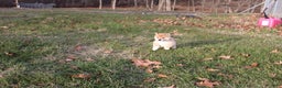 Shiba Inu dogs for sale: Light - Ad 1
