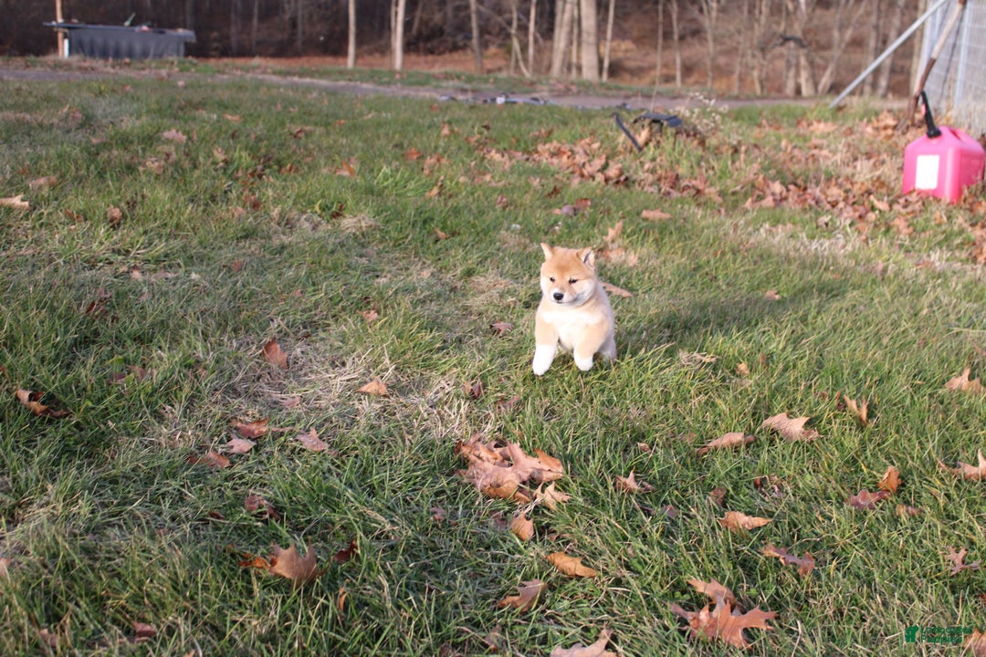 Shiba Inu dogs for sale: Light - Ad 1