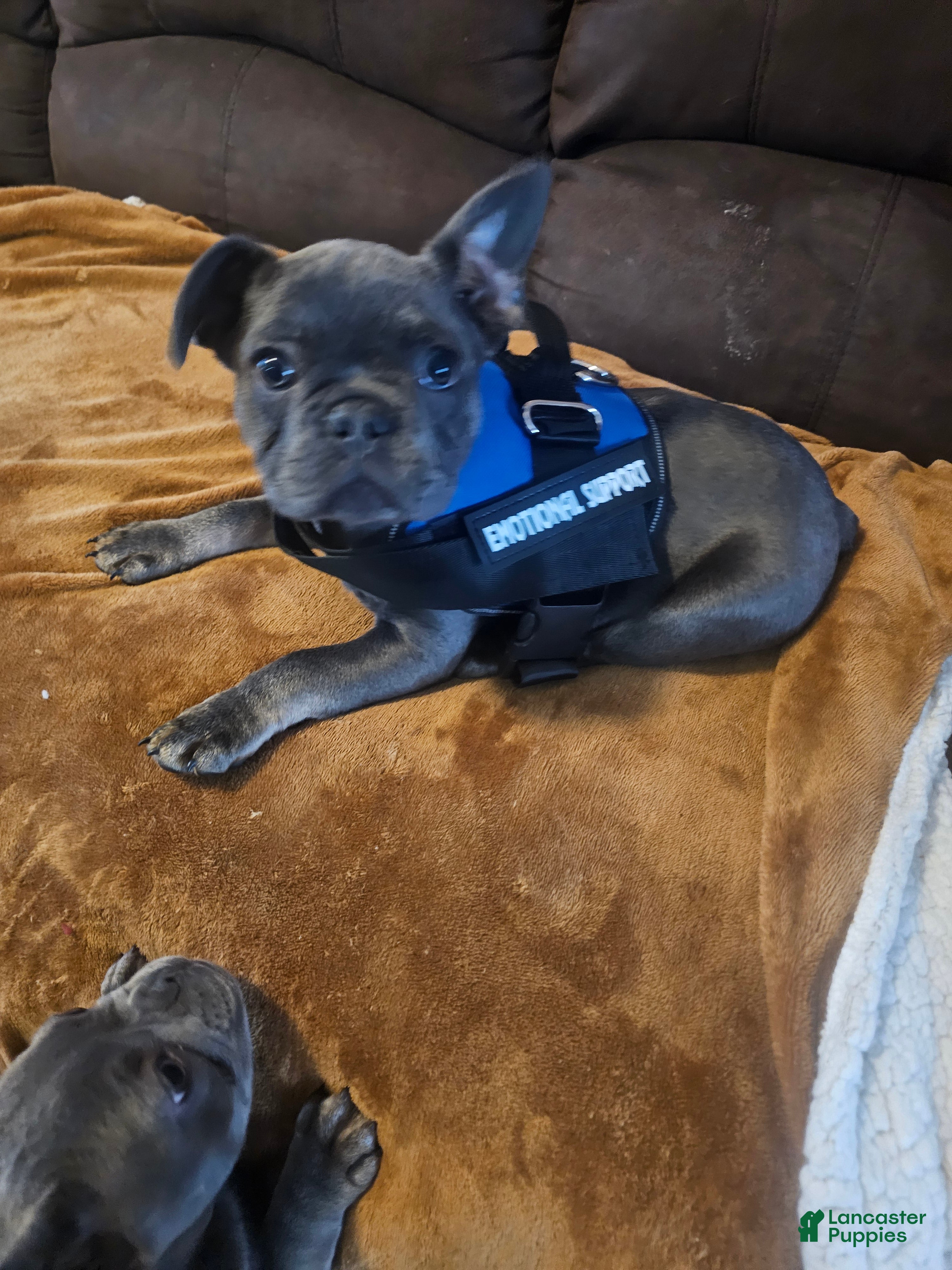 French Bulldog dogs French Bulldog Puppy 1 - Ad 1