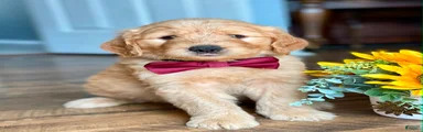 Goldendoodle 1