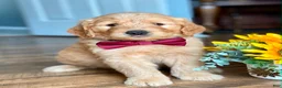 Goldendoodle dogs for sale: Goldendoodle 1 - Ad 1