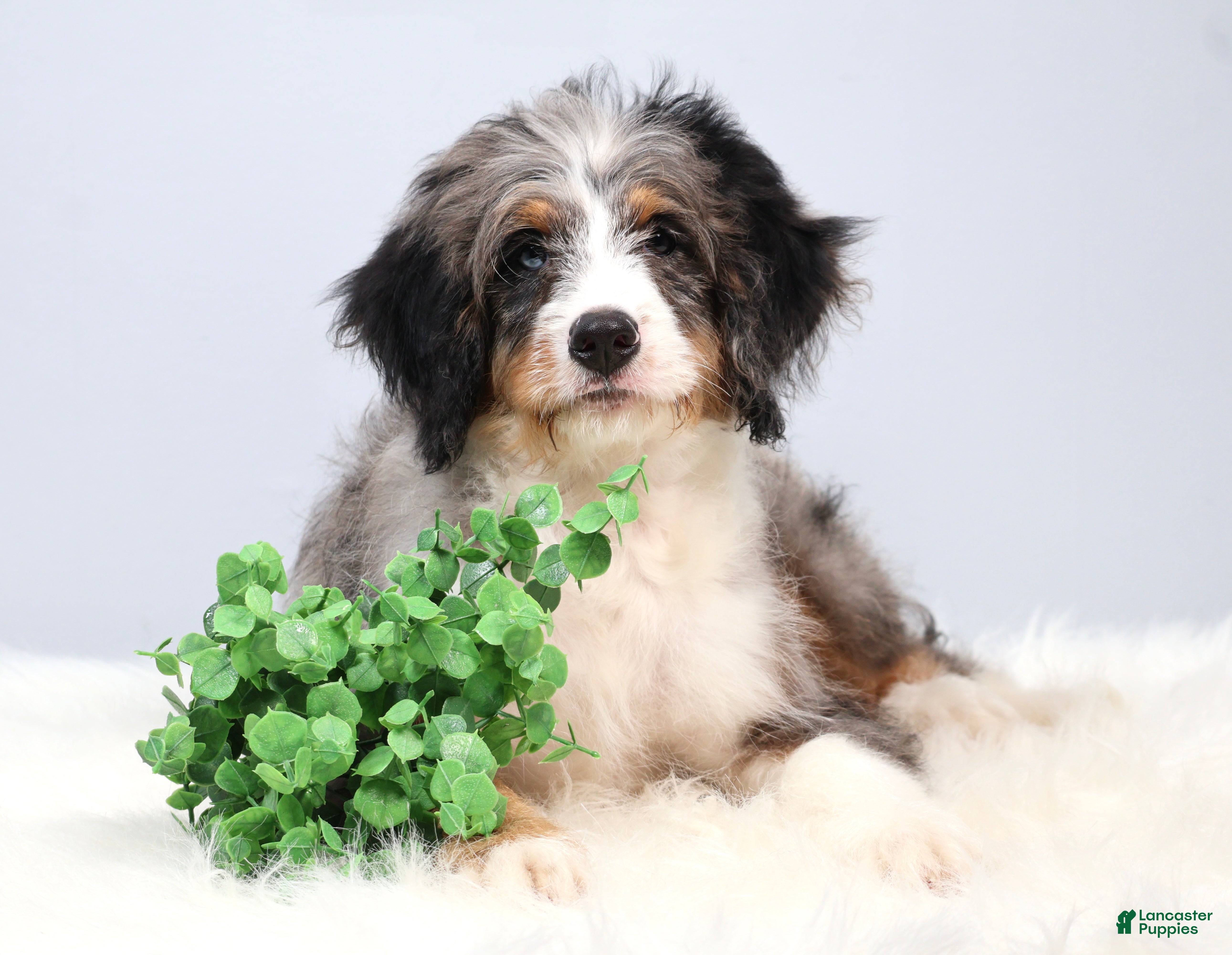 Mini Bernedoodle dogs Felix  - Ad 2