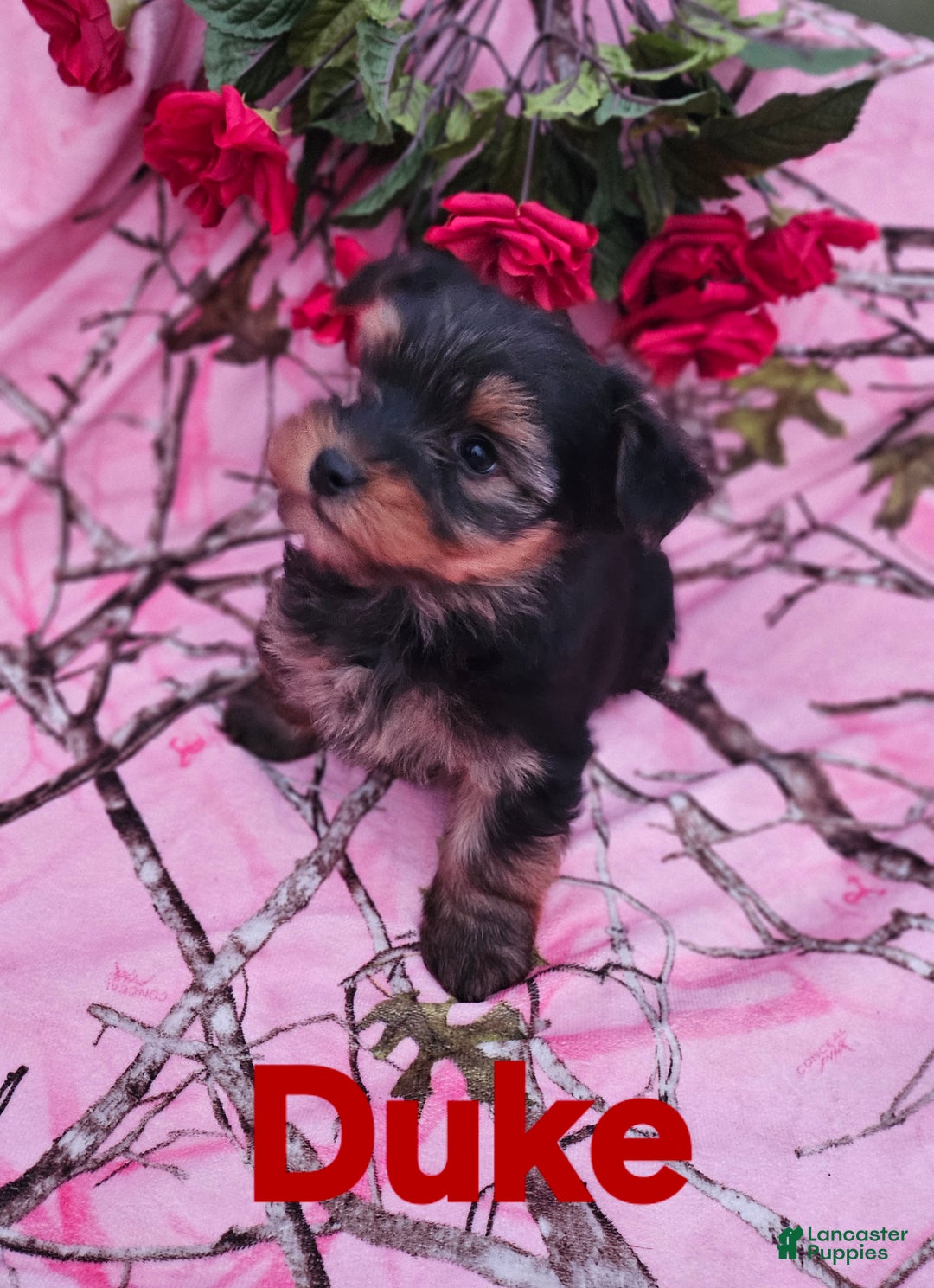 Morkie dogs for sale: Duke - Ad 4