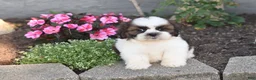Shih Tzu dogs for sale: Bailey - Ad 4