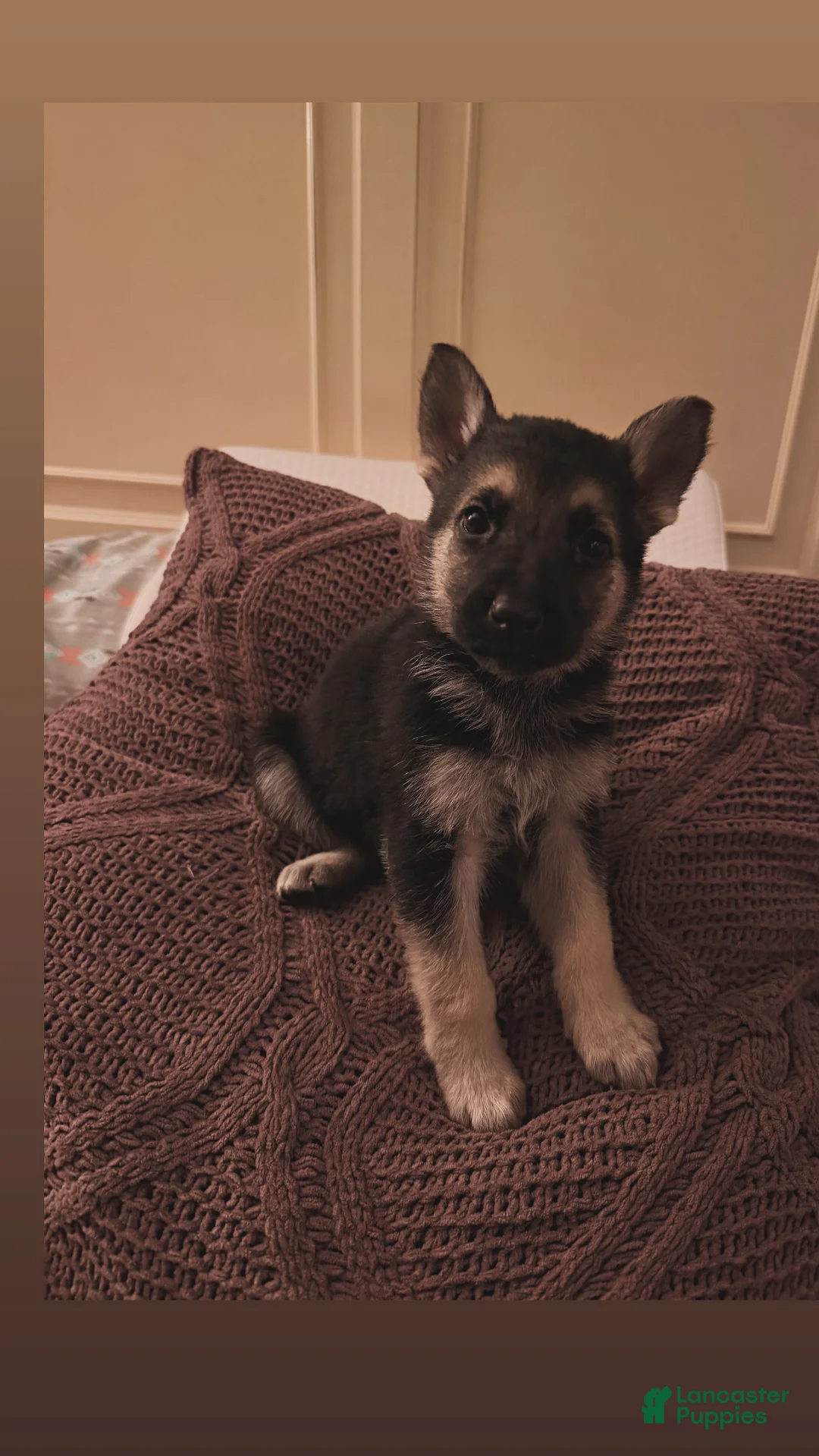 German Shepherd dogs for sale: Jane  - Ad 1