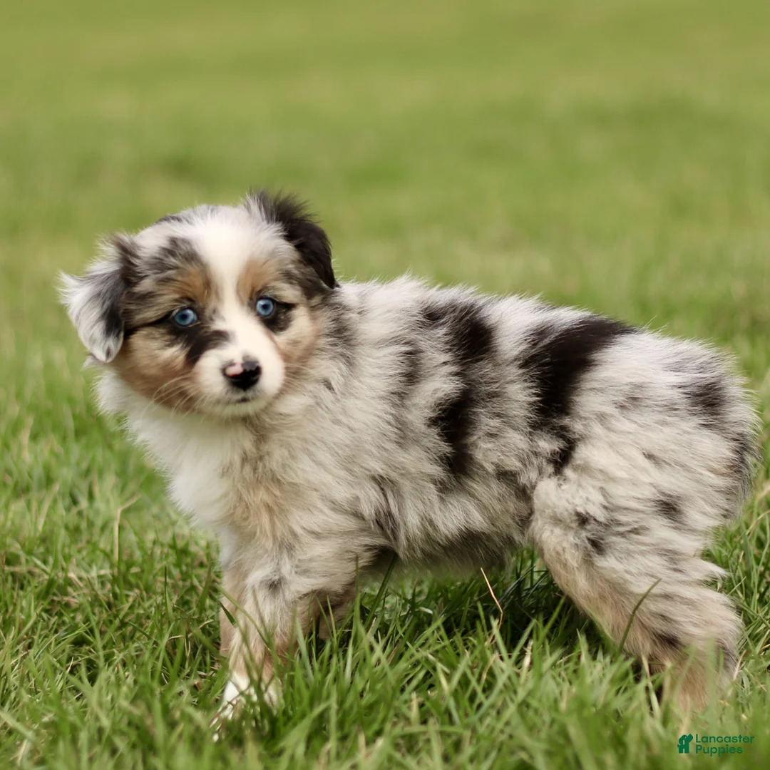 Miniature Australian Shepherd dogs for sale: Trisha  - Ad 2