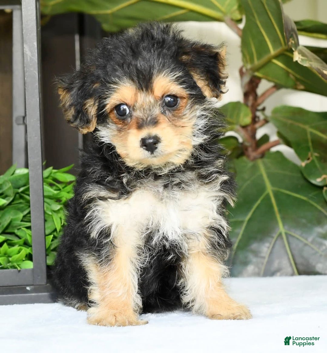 Yochon dogs for sale: Ricky - Ad 2