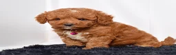 Mini Goldendoodle dogs for sale: Ms. Lacey - Ad 7