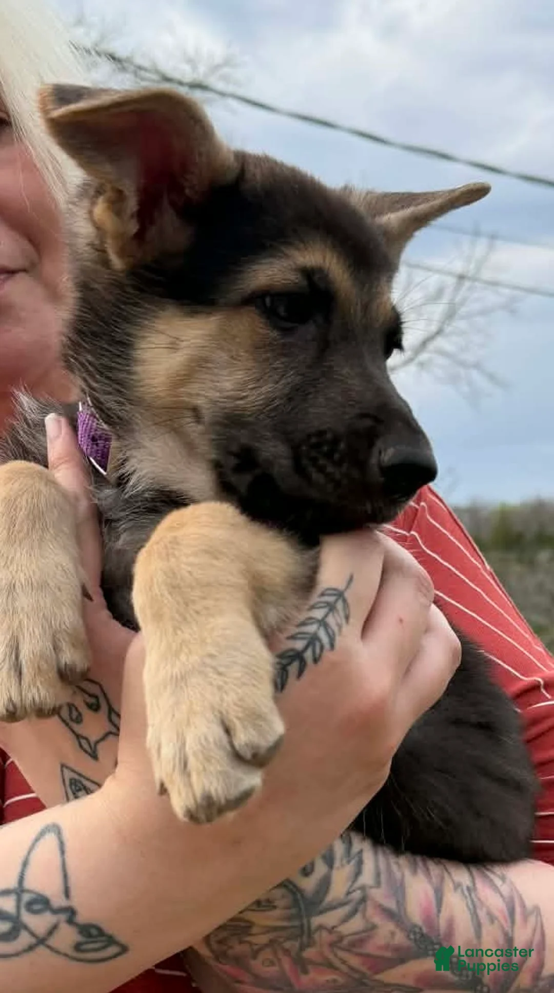 German Shepherd dogs for sale: German Shepherd Puppy  - Ad 1