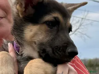 German Shepherd dogs German Shepherd Puppy - Ad 12