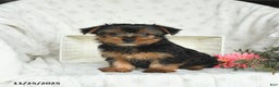 Yorkshire Terrier dogs for sale: Lucky - Ad 3