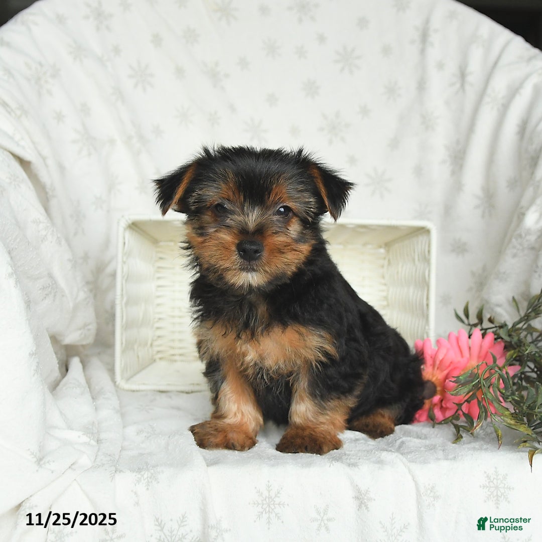 Yorkshire Terrier dogs for sale: Lucky - Ad 3