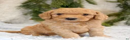 Mini Goldendoodle dogs for sale: Mini Goldendoodle Puppy 2 - Ad 2