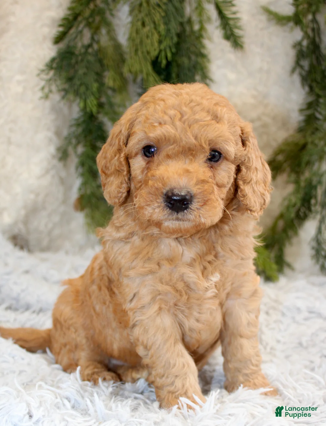 Mini Goldendoodle dogs for sale: Mini Goldendoodle Puppy 2 - Ad 2