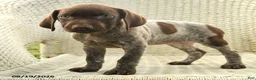 German Shorthaired Pointer dogs for sale: Haddy - Ad 3