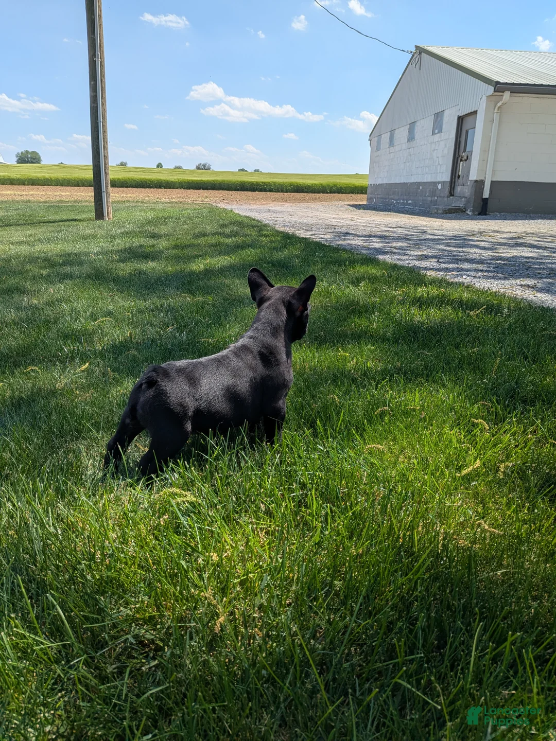Frenchton dogs for sale: Frenchton Puppy 2 - Ad 3