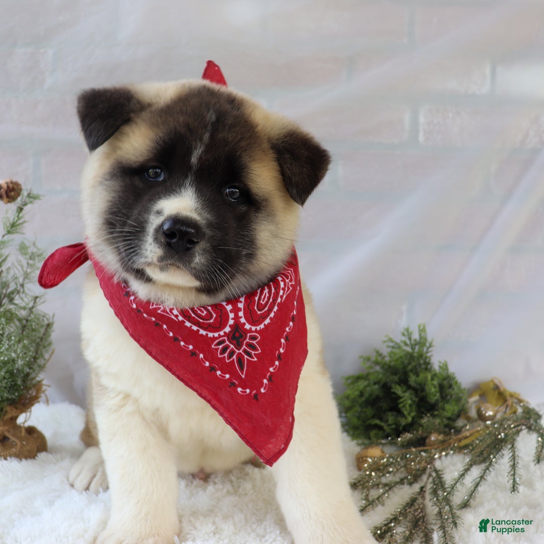 Akita dogs for sale: Trevor - Ad 1