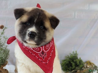 Akita dogs Trevor - Ad 2