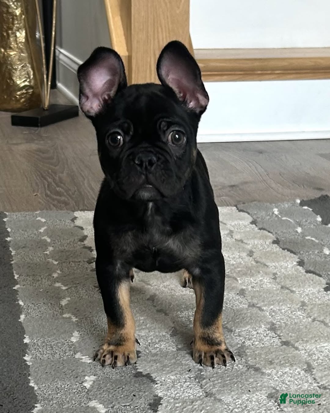 French Bulldog dogs French Bulldog Puppy 4 - Ad 18