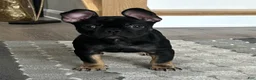 French Bulldog dogs for sale: French Bulldog Puppy 4 - Ad 1